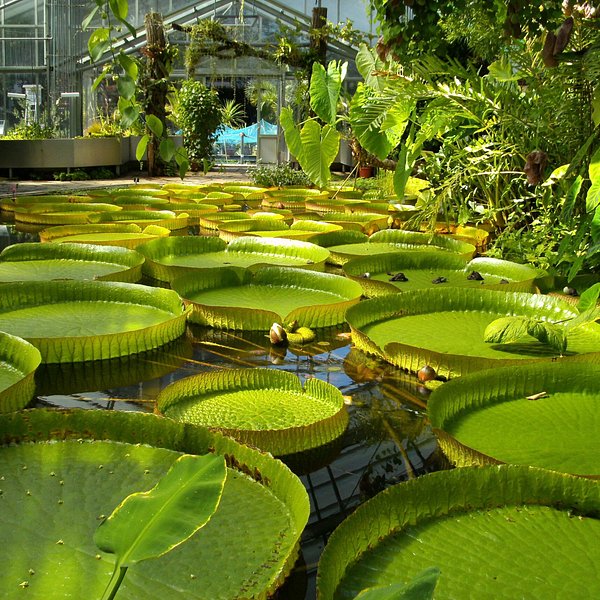 Bonn Botanical Garden